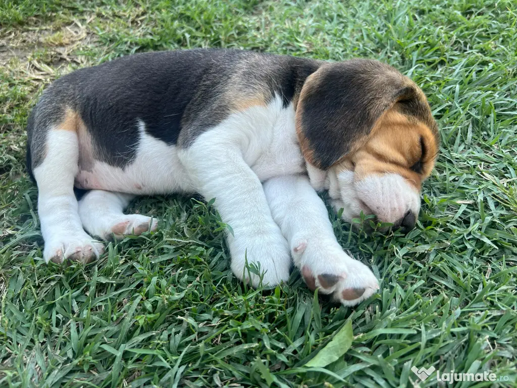 Pui Beagle tricolor