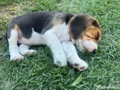 Pui Beagle tricolor
