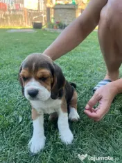 Pui Beagle tricolor