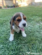 Pui Beagle tricolor