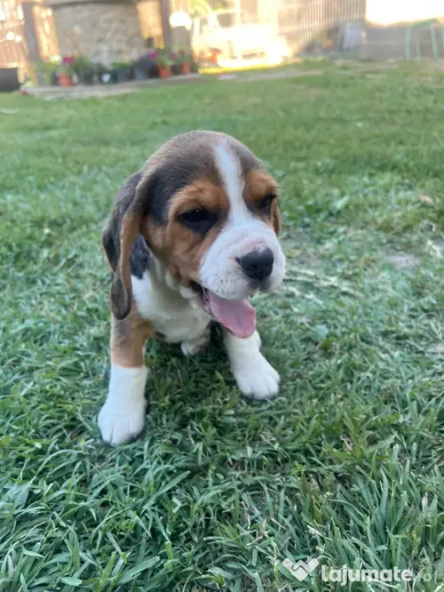 Pui Beagle tricolor