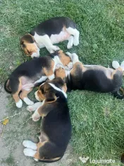 Pui Beagle tricolor