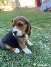 Pui Beagle tricolor