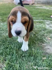 Pui Beagle tricolor