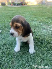 Pui Beagle tricolor
