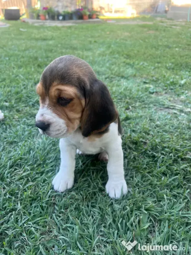 Pui Beagle tricolor