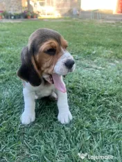 Pui Beagle tricolor