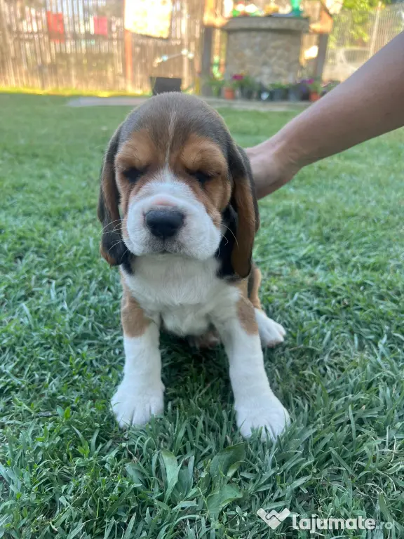 Pui Beagle tricolor