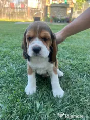 Pui Beagle tricolor