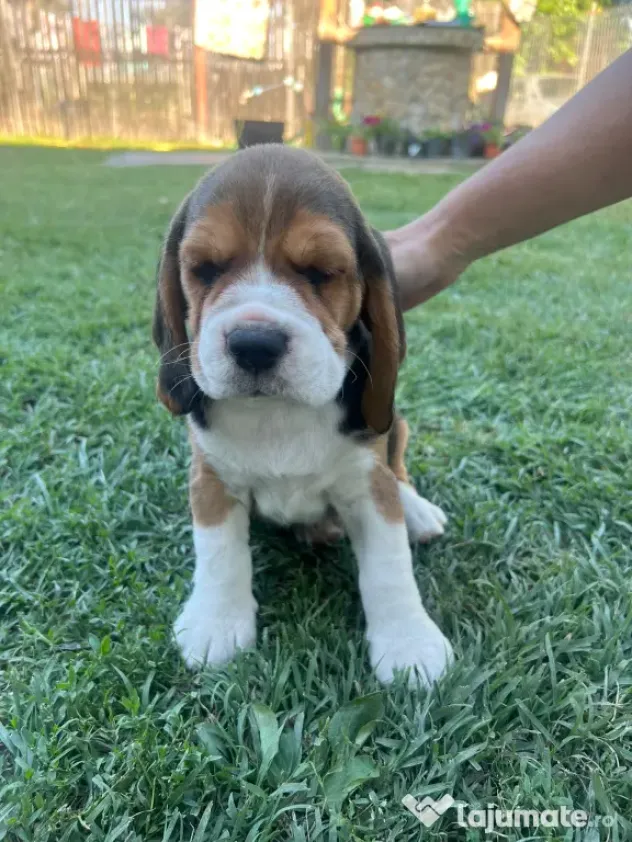 Pui Beagle tricolor