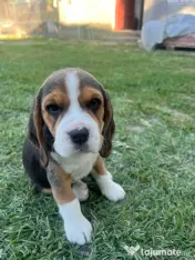 Pui Beagle tricolor