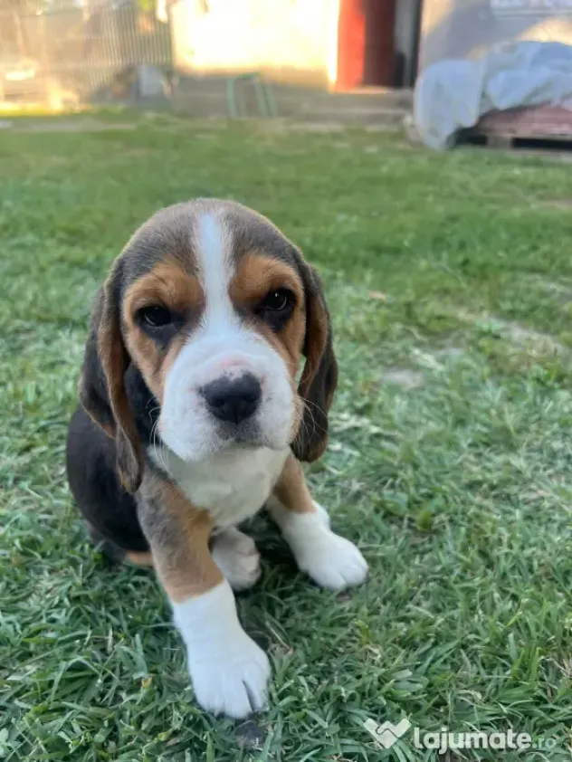 Pui Beagle tricolor