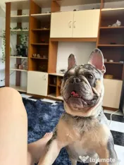 Bulldog francez