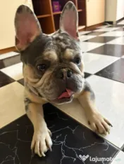 Bulldog francez