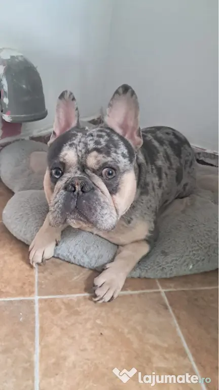 bulldog francez