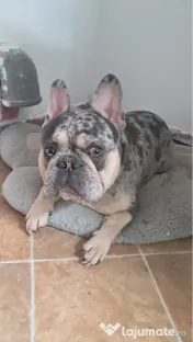 Bulldog francez