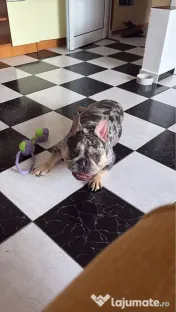 Bulldog francez