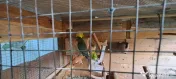 Vand papagali agapornis