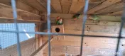Vand papagali agapornis