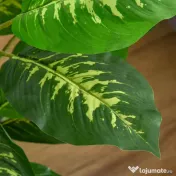 Homcom Planta Artificiala Verde Ø17×14,5 cm – Ghiveci Negru Interior/Exterior 