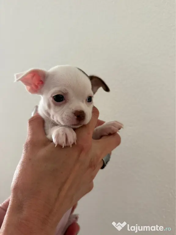 Pui de chihuahua