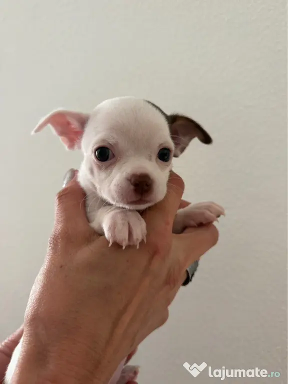Pui de chihuahua