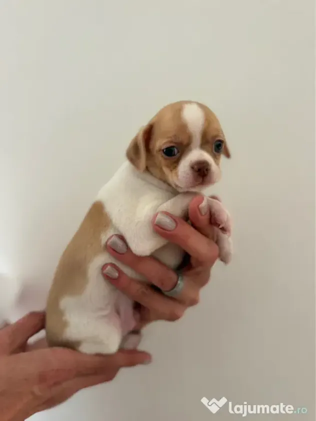 Pui de chihuahua