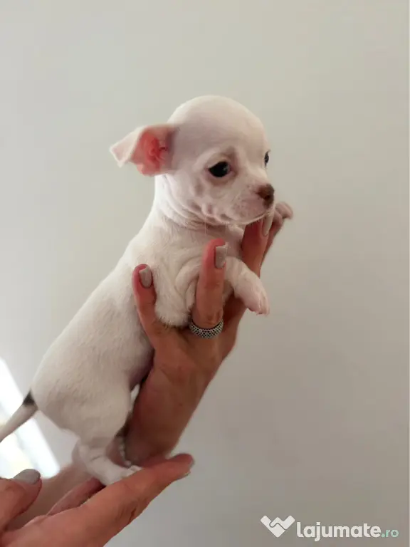 Pui de chihuahua