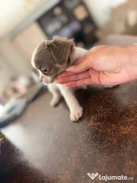 Pui de chihuahua