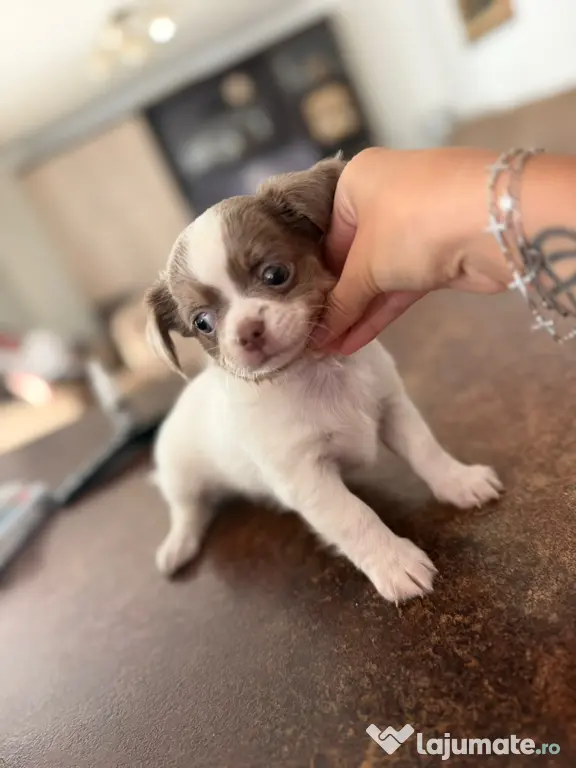Pui de chihuahua
