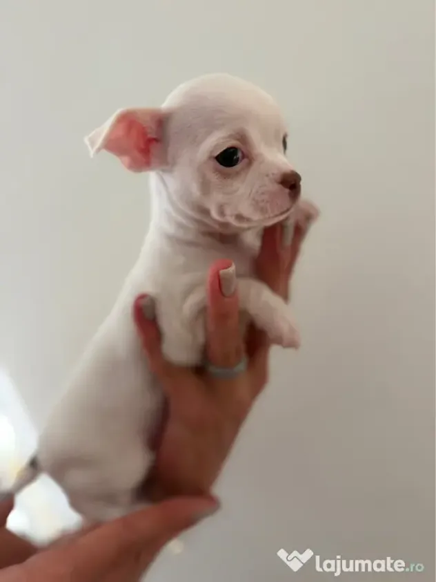 Pui de chihuahua