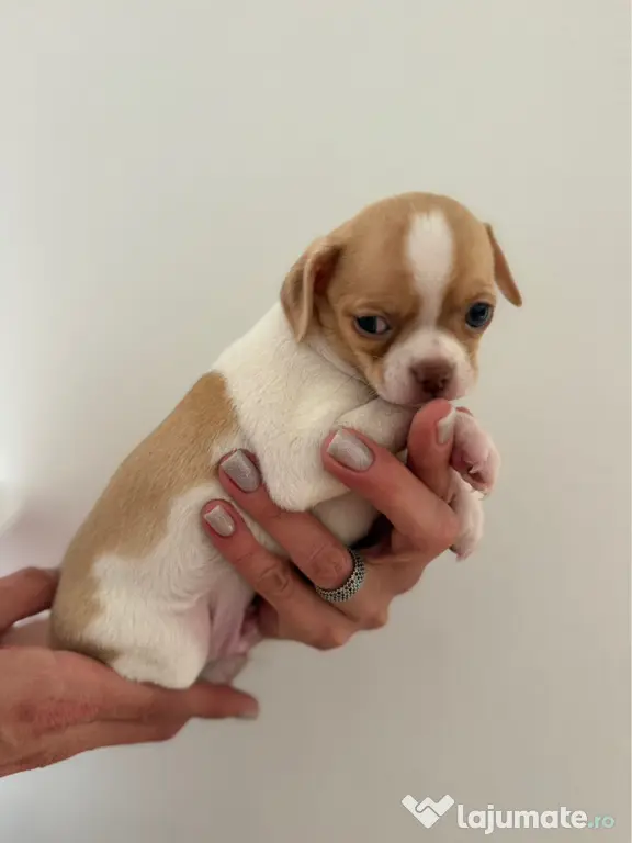 Pui de chihuahua