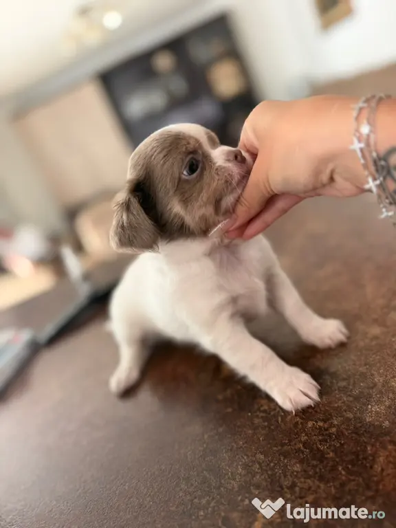 Pui de chihuahua