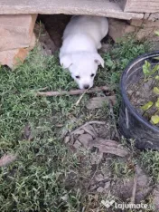 Donez cățelușe talie mica 