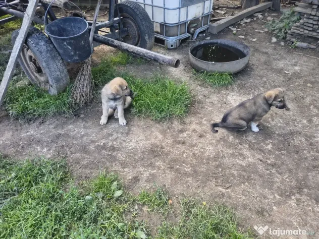 Covor iuta stare foarte buna