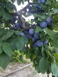 Vând prune soiul centenar
