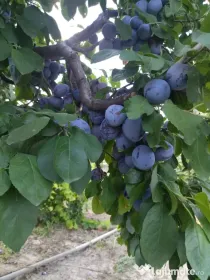 Vând prune soiul centenar