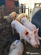 vand porci pret 14 lei / kg 