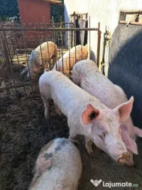 vand porci pret 14 lei / kg 