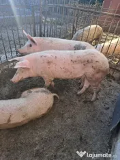 vand porci pret 14 lei / kg 