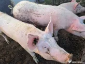 vand porci pret 14 lei / kg 