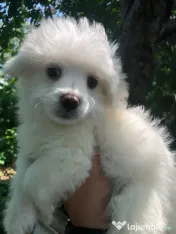 Bichon maltez alb baietel