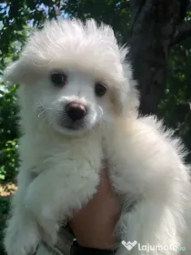 Bichon maltez alb baietel