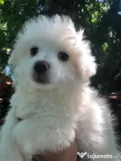 Bichon maltez alb baietel