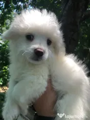 Bichon maltez alb baietel