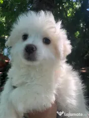 Bichon maltez alb baietel