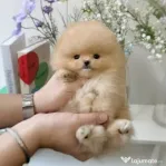 Pomeranian teeacup mini