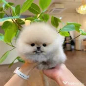 Pomeranian teeacups mini 0733 890 139 