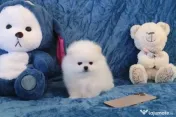 Pomeranian teeacups mini 0733 890 139 