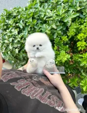 Pomeranian teeacups mini 0733 890 139 